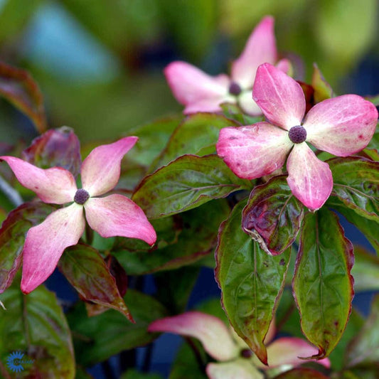 Bilde av Cornus kousa 'Satomi'-Spanne Plantesalg