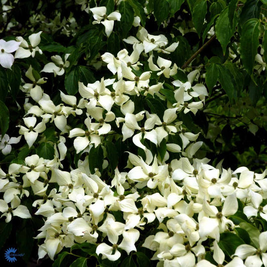 Bilde av Cornus kousa 'Schmetterling'-Spanne Plantesalg