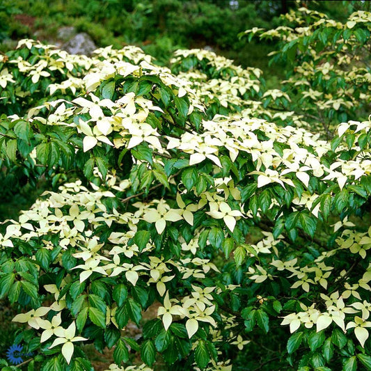 Bilde av Cornus kousa 'Teutonia'-Spanne Plantesalg