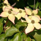 Bilde av Cornus kousa 'Wieting Select'-Spanne Plantesalg