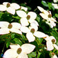 Bilde av Cornus kousa 'Wieting Select'-Spanne Plantesalg