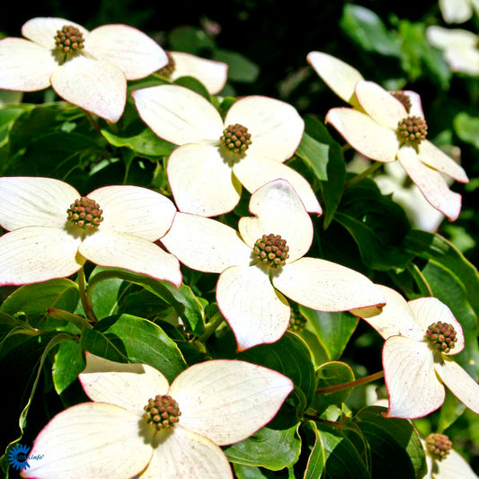 Bilde av Cornus kousa 'Wieting Select'-Spanne Plantesalg