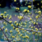 Bilde av Cornus mas-Spanne Plantesalg
