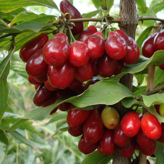 Bilde av Cornus mas 'Juliusz'-Spanne Plantesalg