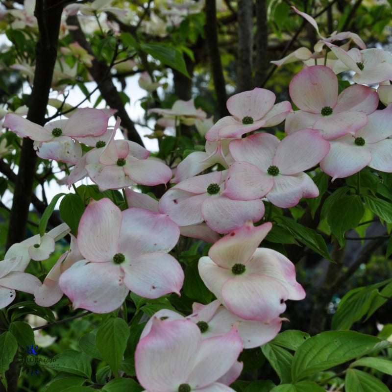 Bilde av Cornus X 'Stellar Pink'-Spanne Plantesalg