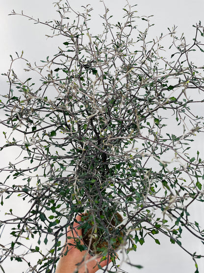 Corokia cotoneaster