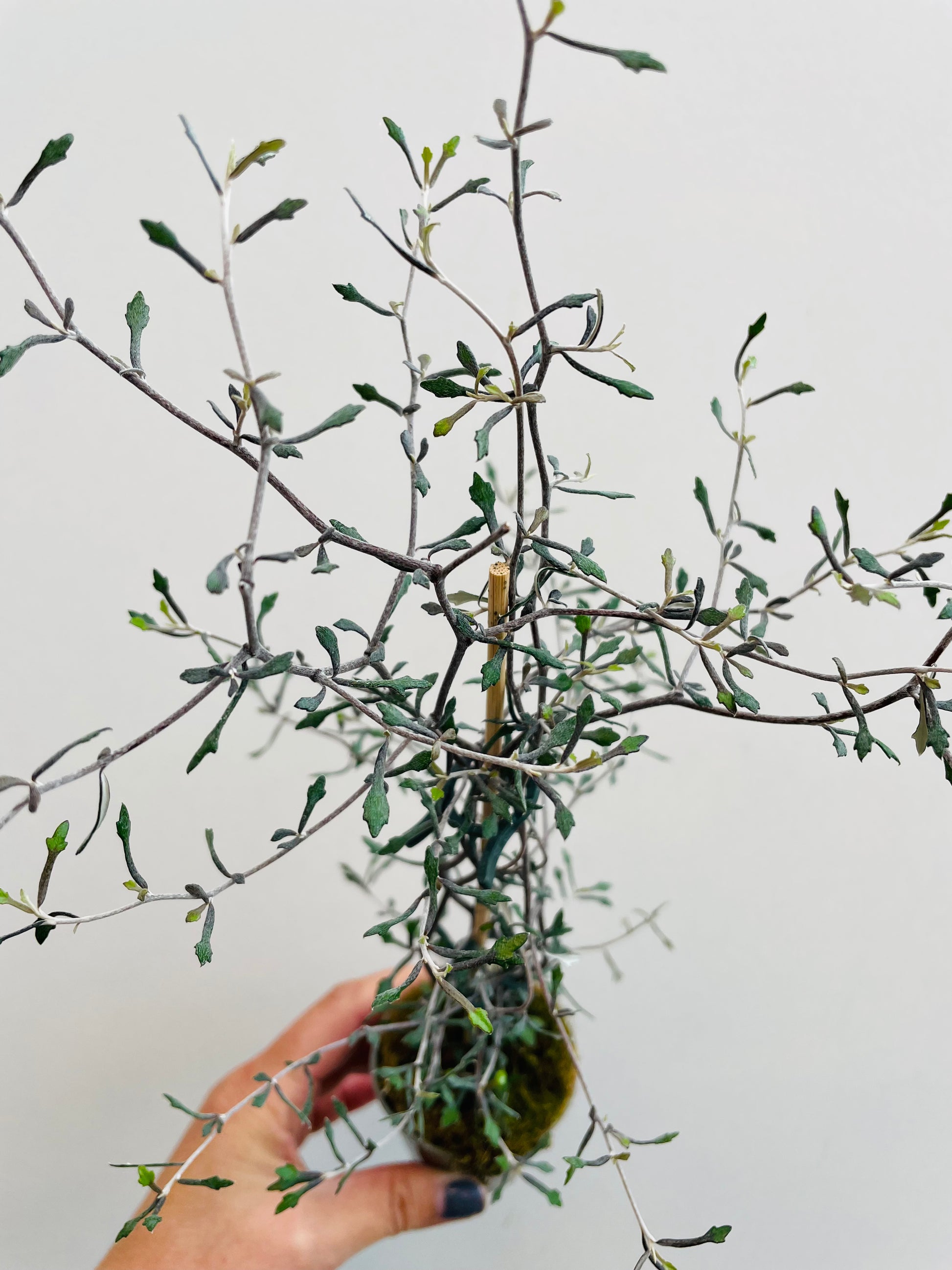 Bilde av Corokia cotoneaster-Spanne Plantesalg