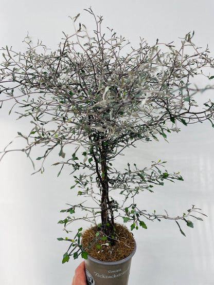Corokia cotoneaster