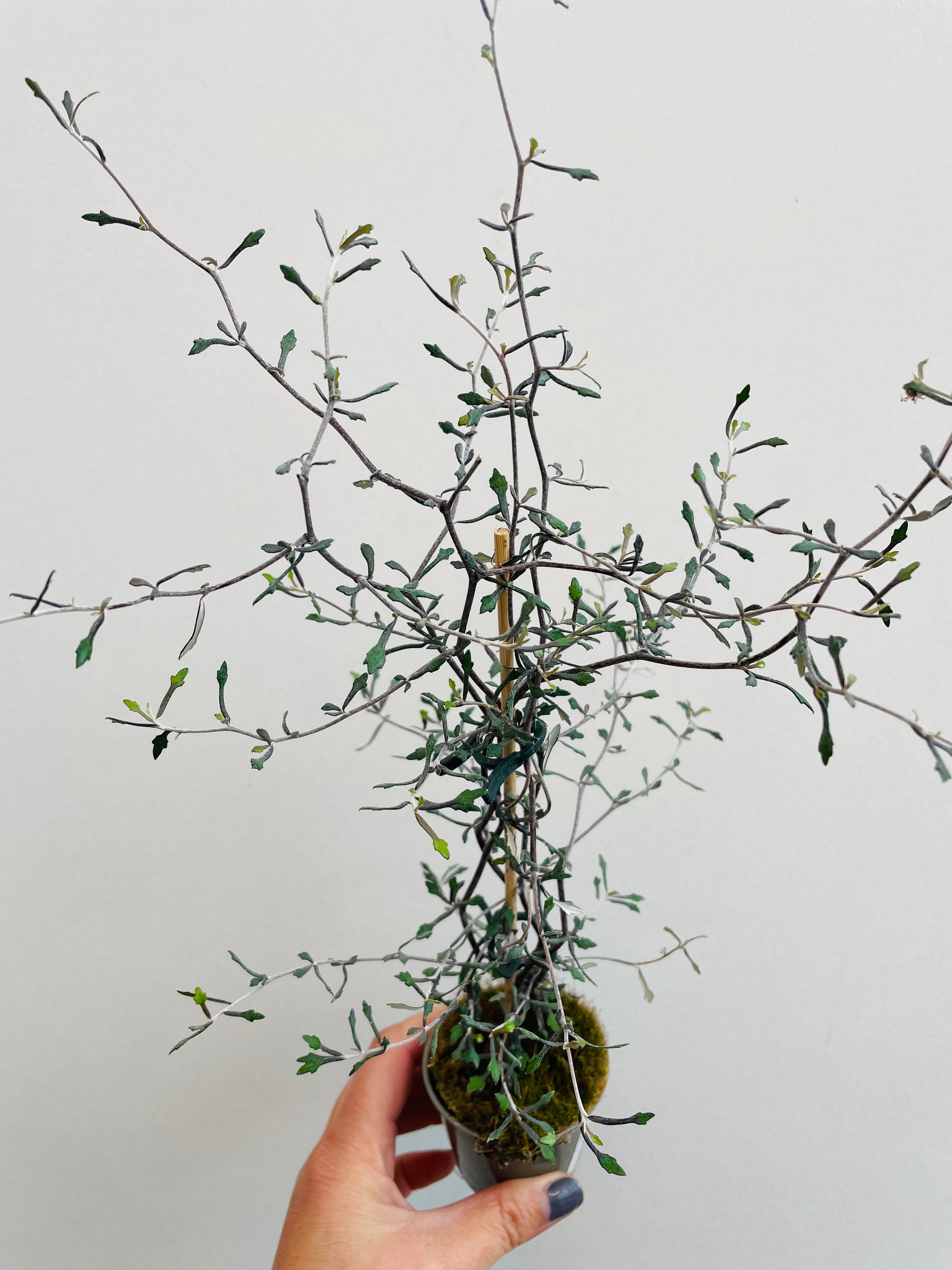 Bilde av Corokia cotoneaster-Spanne Plantesalg