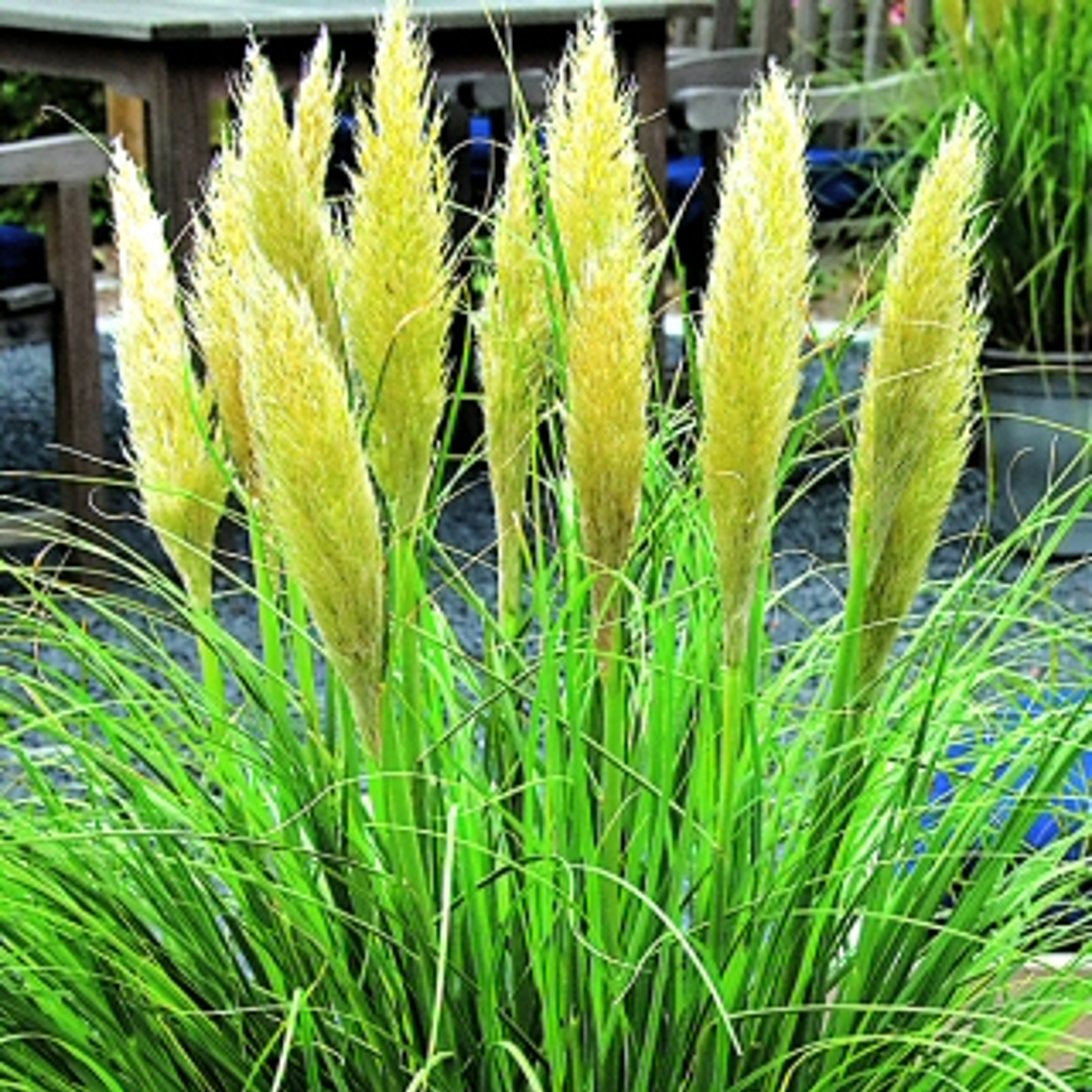 Bilde av Cortaderia sell. 'Minipampas'-Spanne Plantesalg