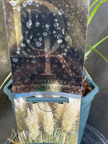 Bilde av Cortaderia selloana-Spanne Plantesalg