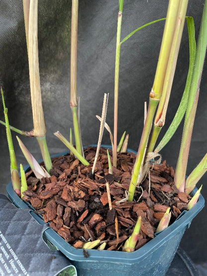 Bilde av Cortaderia selloana-Spanne Plantesalg