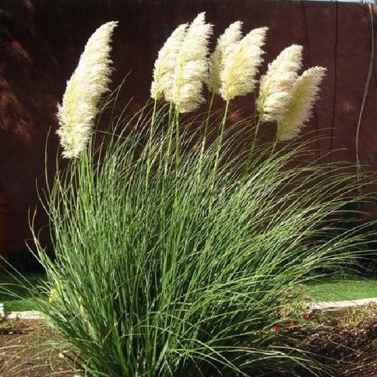 Bilde av CORTADERIA SELLOANA PUMILA-Spanne Plantesalg