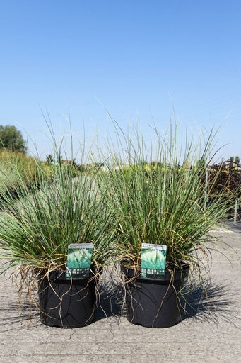 Bilde av CORTADERIA SELLOANA PUMILA-Spanne Plantesalg