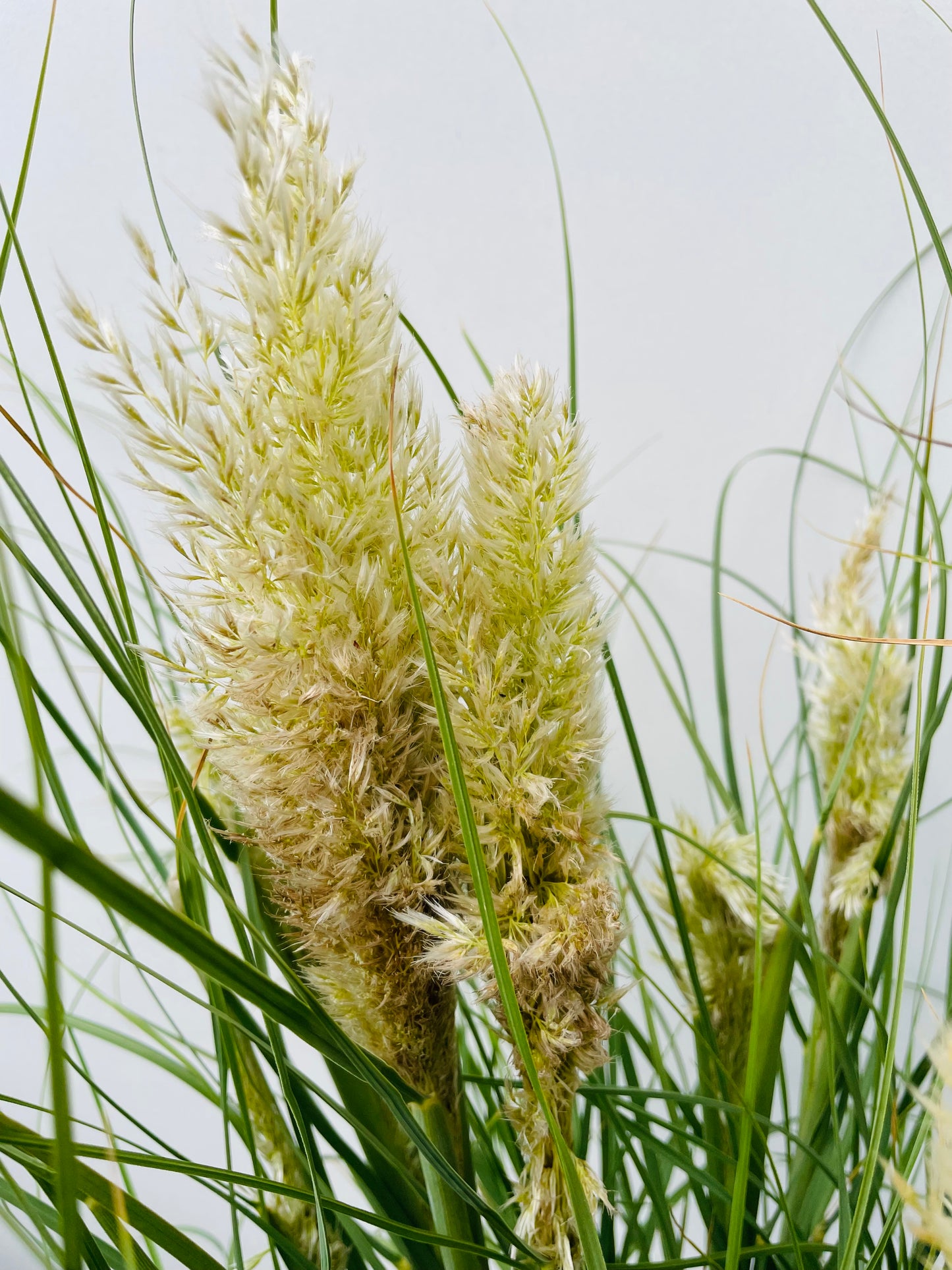 Cortaderia selloana Tiny Pampa