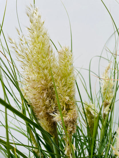 Cortaderia selloana Tiny Pampa