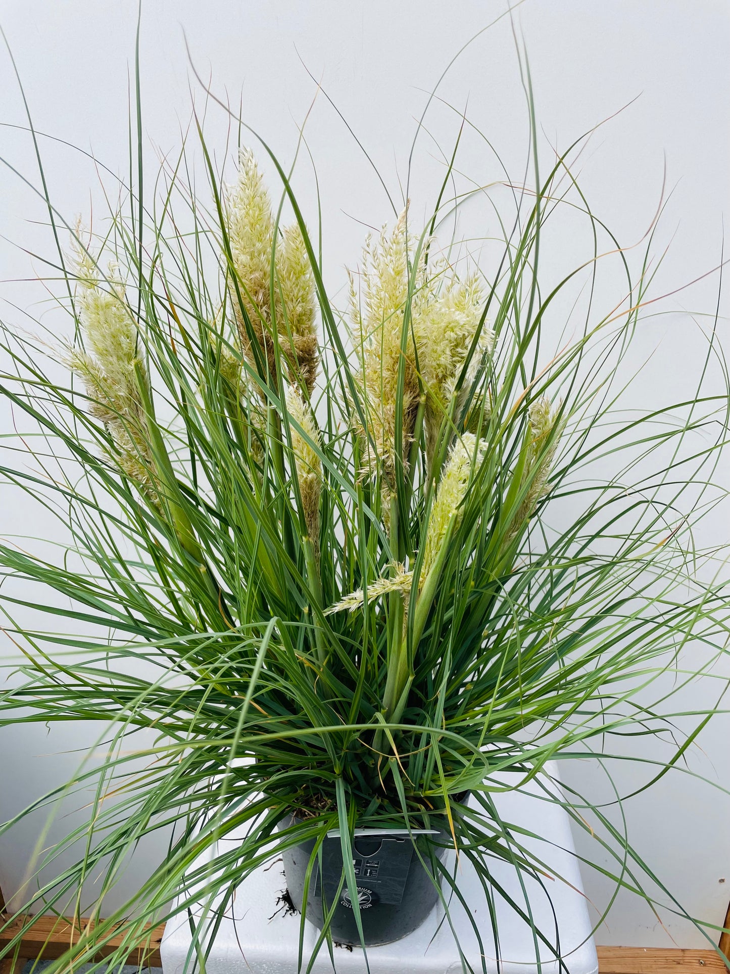Cortaderia selloana Tiny Pampa