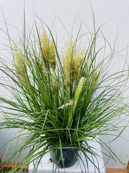 Cortaderia selloana Tiny Pampa