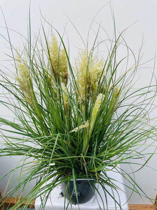 Bilde av Cortaderia selloana Tiny Pampa-Spanne Plantesalg