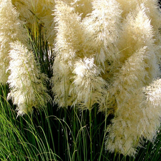 Bilde av Cortaderia s. 'White Feather'-Spanne Plantesalg