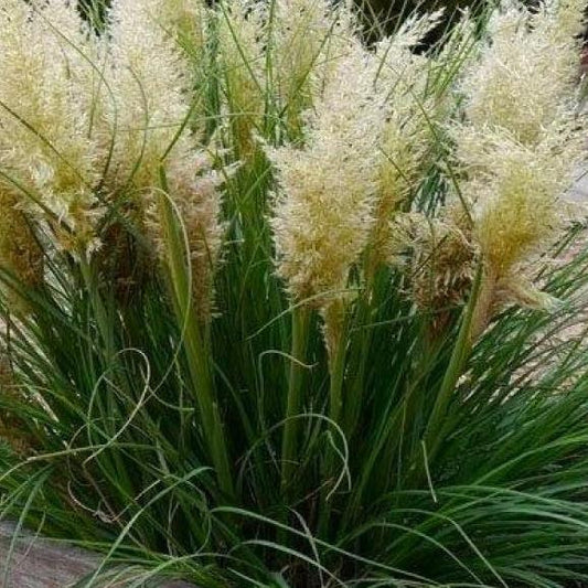 Bilde av Cortaderia s. Tiny Pampa-Spanne Plantesalg