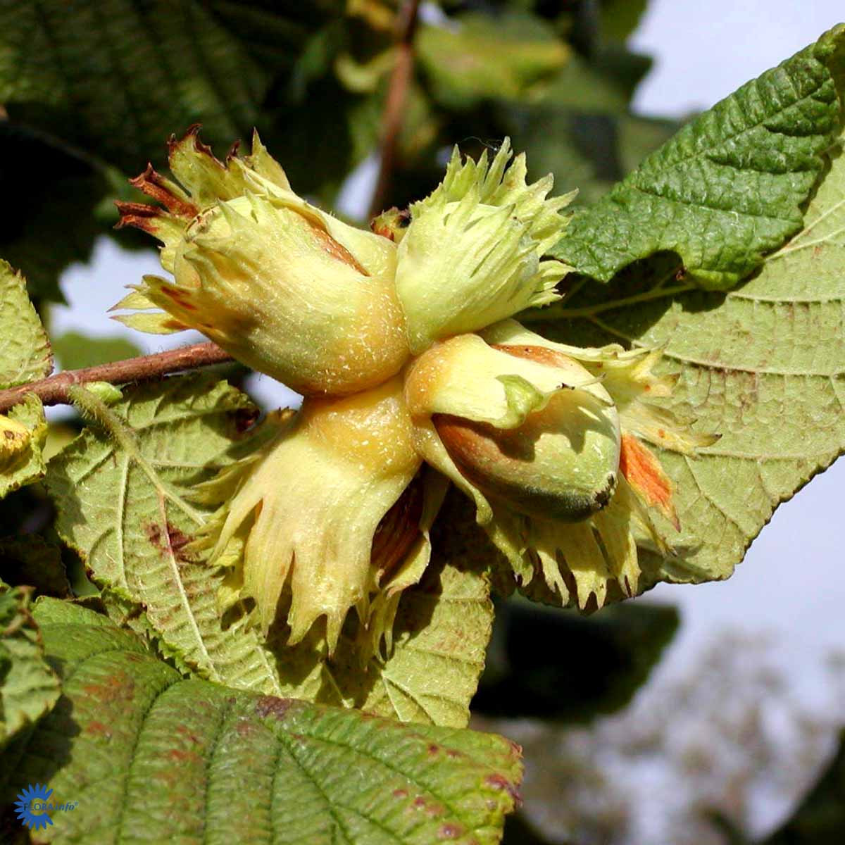 Bilde av Corylus av. 'Cosford'-Spanne Plantesalg