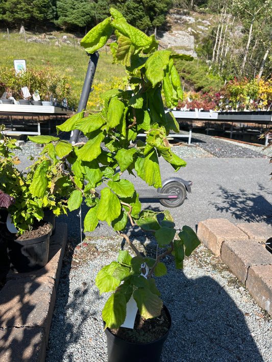 Bilde av Corylus avellana 'Contorta'-Spanne Plantesalg