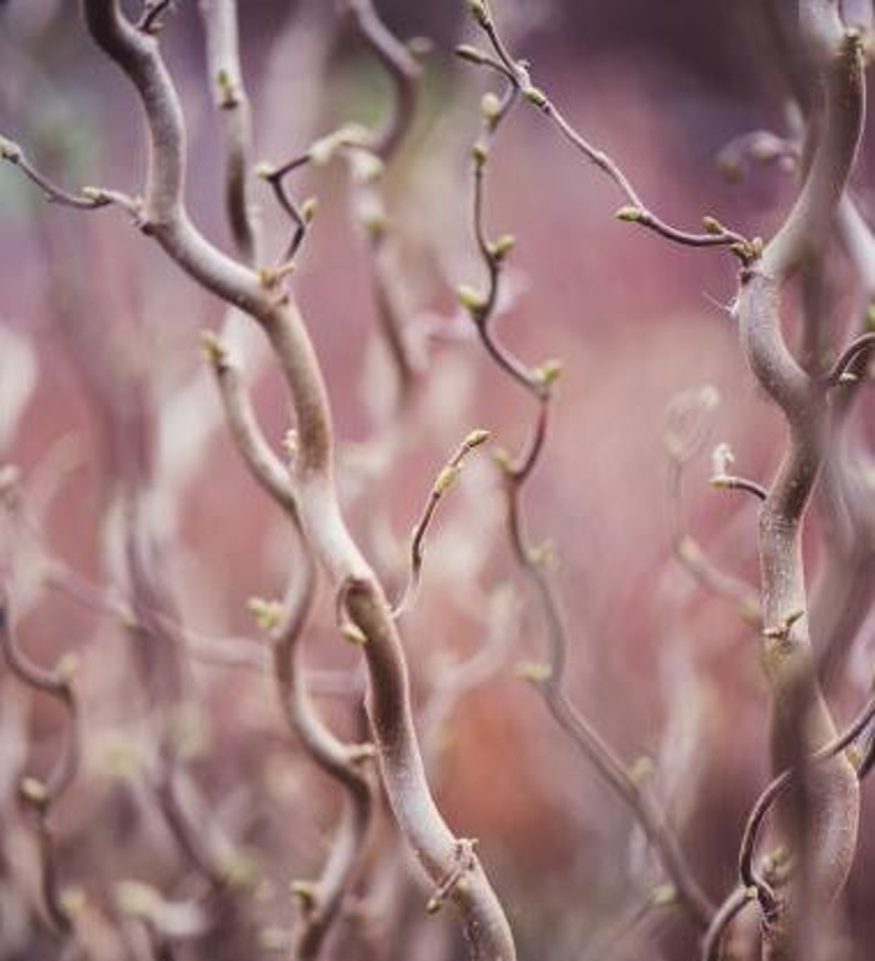 Bilde av Corylus a. Medusa-Spanne Plantesalg