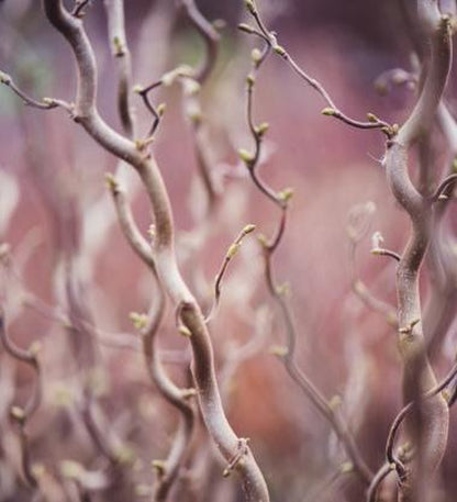 Bilde av Corylus a. Medusa-Spanne Plantesalg