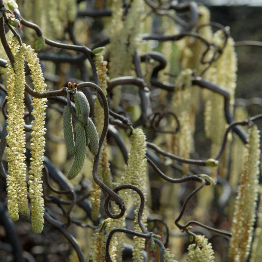 Bilde av Corylus a. Medusa-Spanne Plantesalg