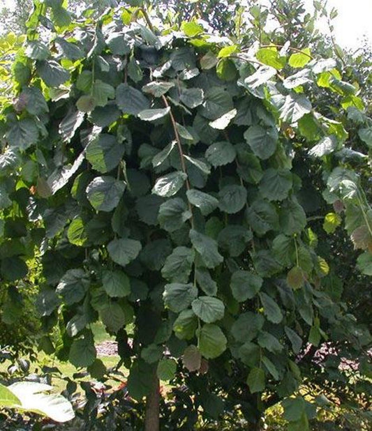 Bilde av Corylus avellana 'Pendula'-Spanne Plantesalg