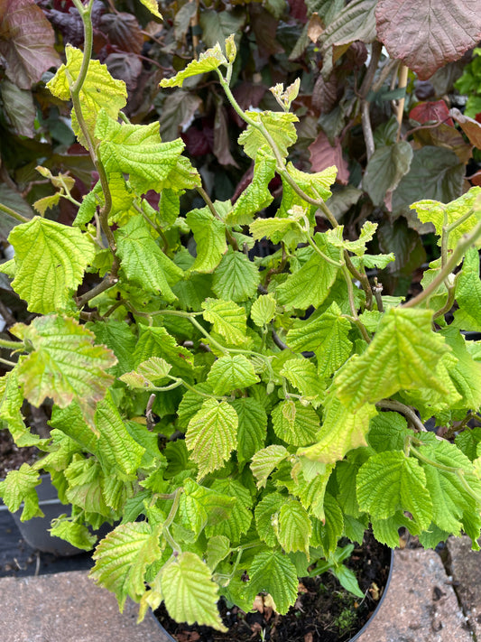 Bilde av Corylus avellana 'Twister'-Spanne Plantesalg