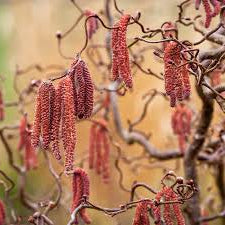 Bilde av Corylus 'Red Majestic'-Spanne Plantesalg