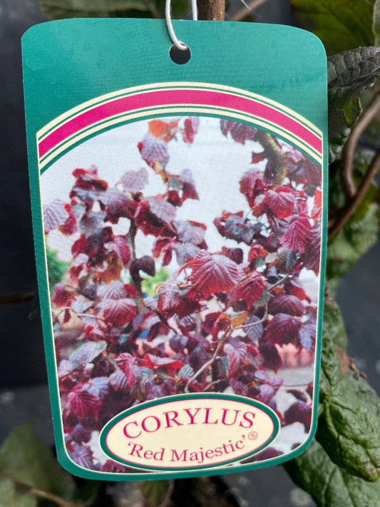 Bilde av Corylus 'Red Majestic'-Spanne Plantesalg