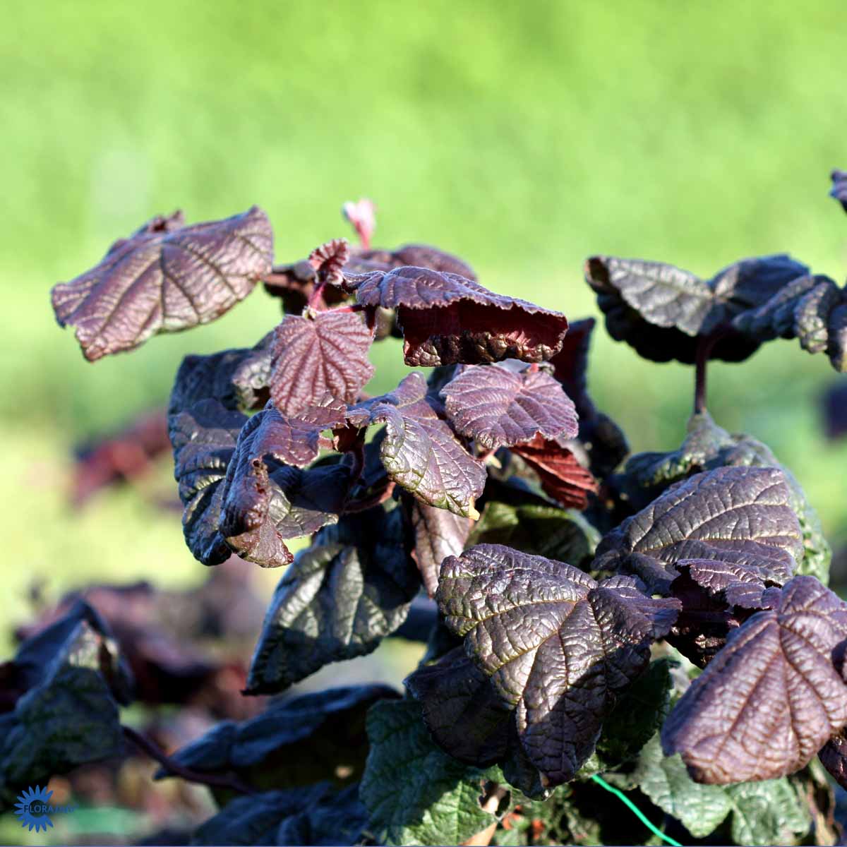 Bilde av Corylus 'Red Majestic'-Spanne Plantesalg