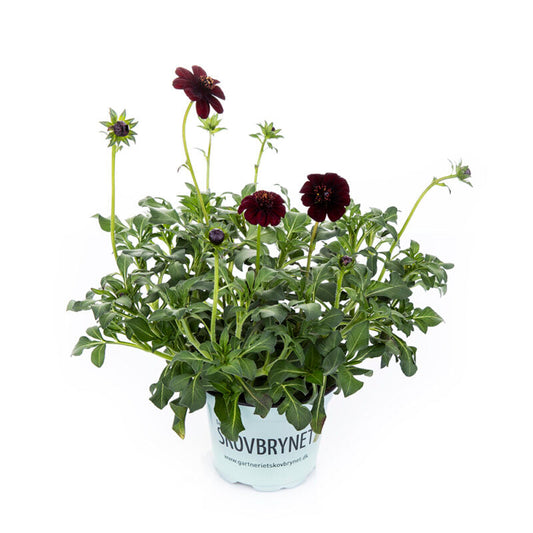 Bilde av COSMOS 'CHOCAMOCHA'-Spanne Plantesalg