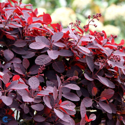 Bilde av Cotinus cog. 'Royal Purple'-Spanne Plantesalg