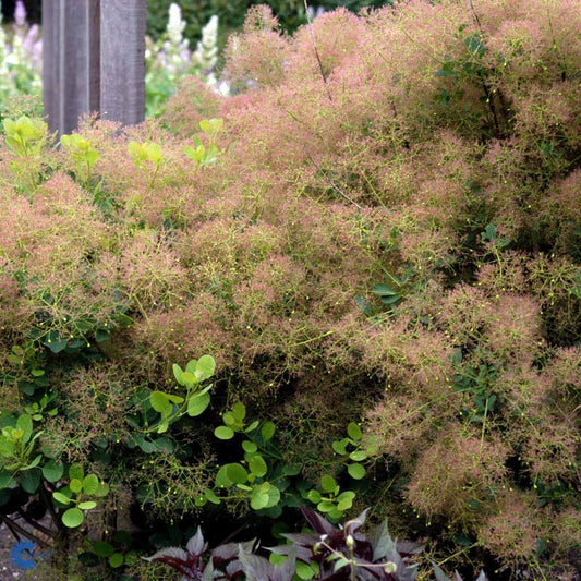 Bilde av Cotinus cog. 'Young Lady' ®-Spanne Plantesalg