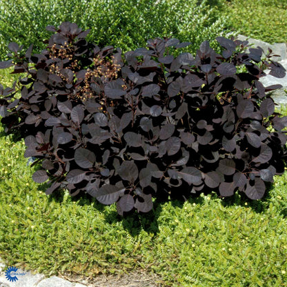 Bilde av Cotinus cogg. 'Royal Purple'-Spanne Plantesalg