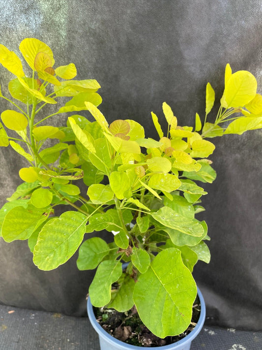 Bilde av Cotinus cog. Golden Spirit ('Ancot' ®)-Spanne Plantesalg