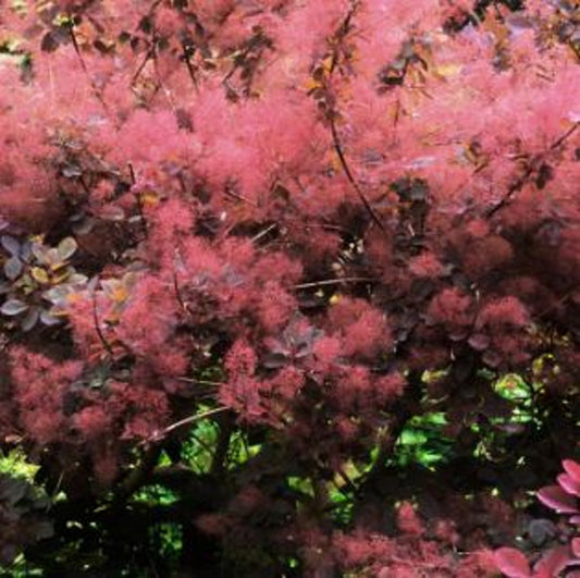 Bilde av Cotinus cog. Magical Red Fountain-Spanne Plantesalg