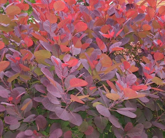 Bilde av COTINUS DUMMERI GRACE-Spanne Plantesalg