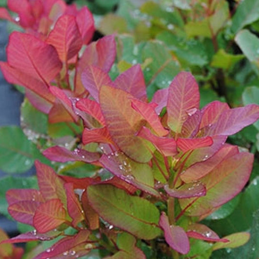 Bilde av Cotinus coggygria 'Old Fashioned'-Spanne Plantesalg