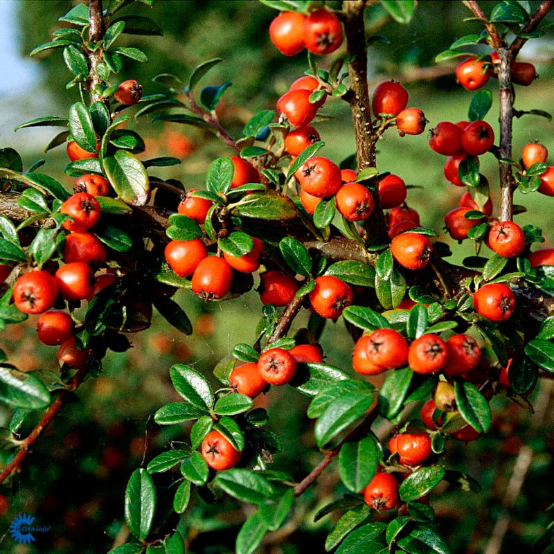 Bilde av Cotoneaster dam. 'Coral Beauty'-Spanne Plantesalg