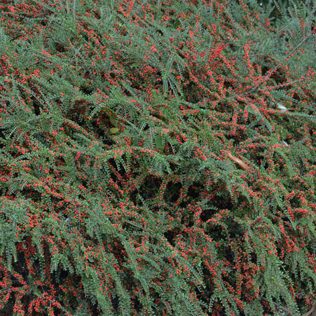 Bilde av Cotoneaster damm. Eichholz-Spanne Plantesalg