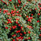 Bilde av Cotoneaster 'Queen of Carpet'-Spanne Plantesalg