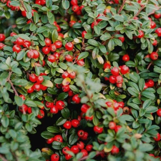 Bilde av Cotoneaster 'Queen of Carpet'-Spanne Plantesalg