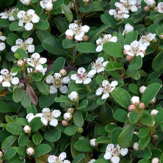 Bilde av Cotoneaster 'Queen of Carpet'-Spanne Plantesalg
