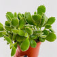 Bilde av Cotyledon ‘Green Footprint’-Spanne Plantesalg
