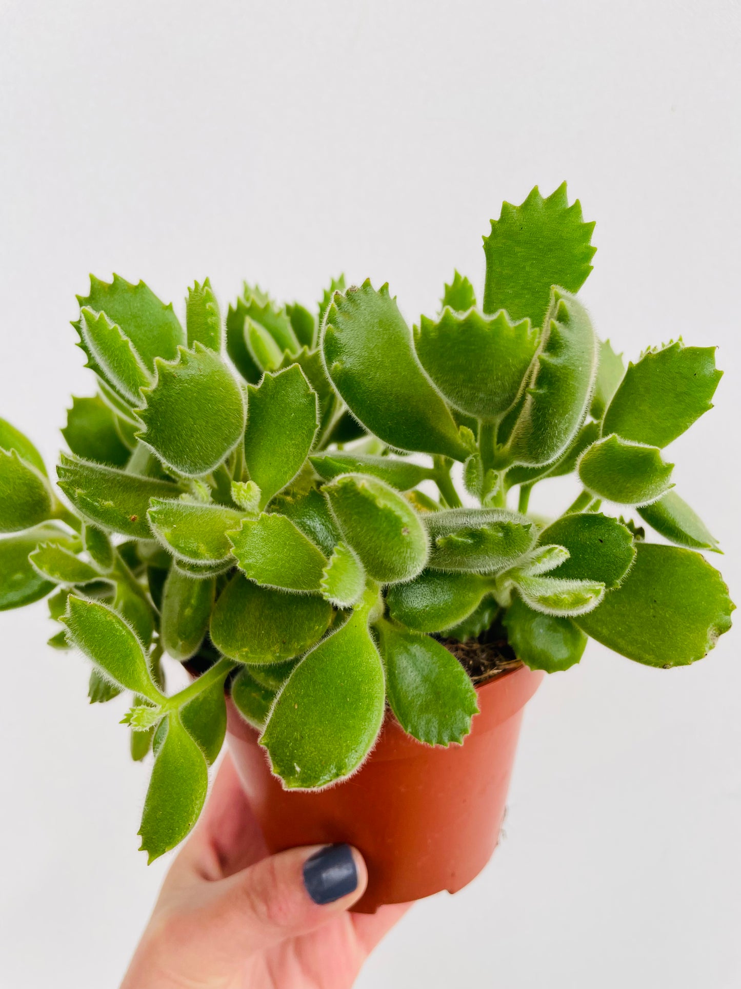 Bilde av Cotyledon ‘Green Footprint’-Spanne Plantesalg